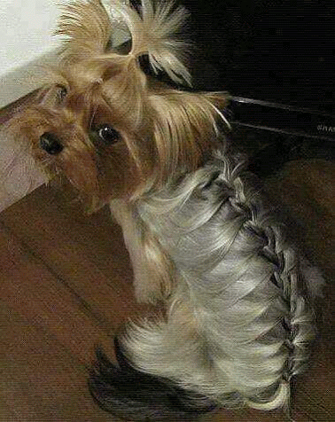 GIF: Peinados para perros