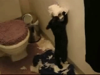 GIF: Este gato odia el papel higiénico