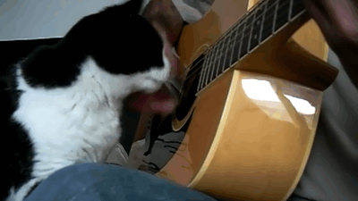 GIF: A este gato le gusta la música