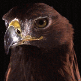 GIF: La mirada del águila