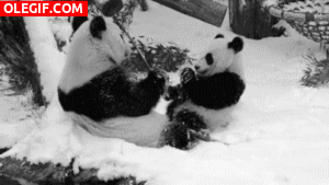 GIF: Pandas comiendo sobre la nieve