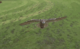 GIF: El vuelo del búho