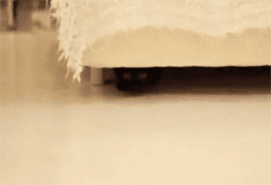 GIF: Este gato pasó muchas horas bajo la cama