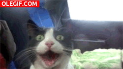 GIF: Un gato emocionado