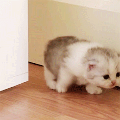 GIF: Un gatito sigiloso