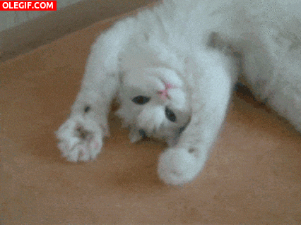 GIF: Un gato moviendo las patitas