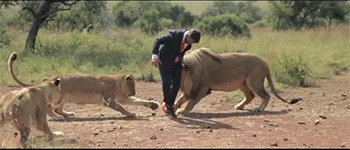 GIF: Jugando al fútbol con leones