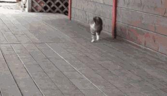GIF: Mira cómo camina este gato