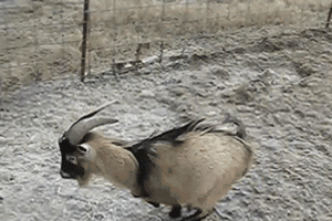 GIF: La cabra patinadora