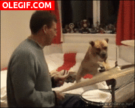 GIF: Mira a este perro tocando la batería