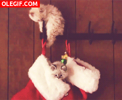 GIF: Gatitos jugando entre los adornos navideños