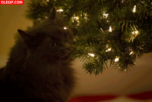 GIF: Este gato se come el árbol de Navidad