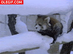 GIF: Este panda rojo no para de resbalar en la nieve