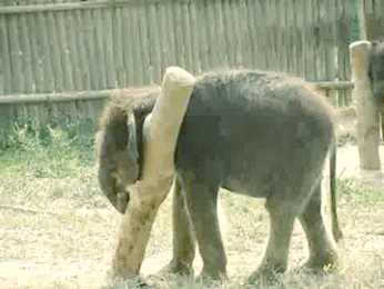 GIF: A este pequeño elefante le pica todo