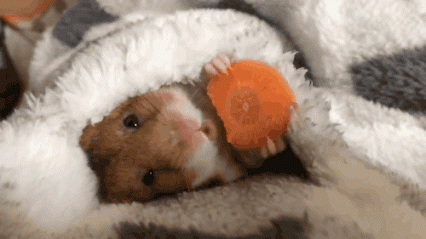 GIF: Mira a este hámster comiendo zanahoria