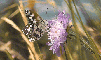 GIF: Mariposa posándose sobre una flor