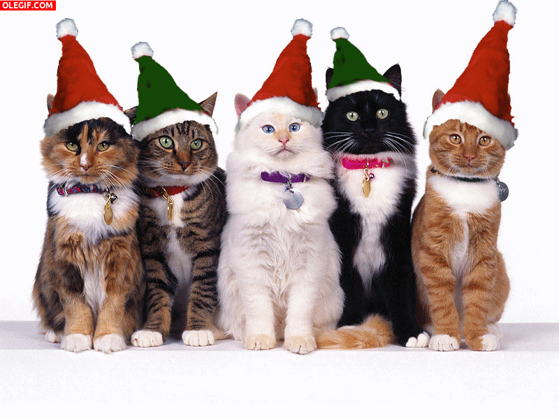 GIF: Unos simpáticos gatos navideños