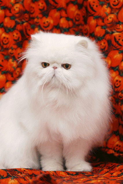GIF: Cómo ha crecido este gato persa