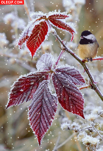 GIF: Nieve cayendo sobre un pájaro