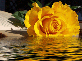 GIF: Rosa amarilla junto al agua
