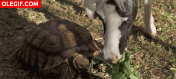GIF: A esta tortuga la roban la comida