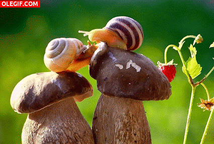 GIF: Una pareja de caracoles