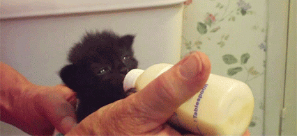 GIF: Mira a este gatito tomando el biberón
