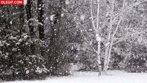 GIF: Copos de nieve cayendo en el bosque