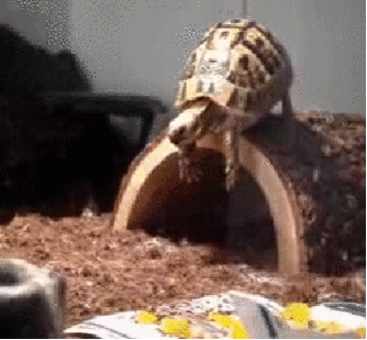 GIF: Esta tortuga quería hacer el pino