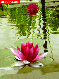 GIF: Flores de nenúfar flotando