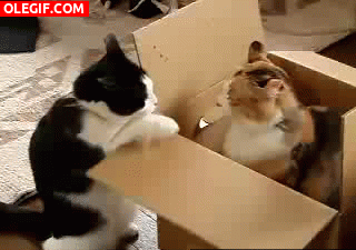 GIF: ¡Esa caja es mía!