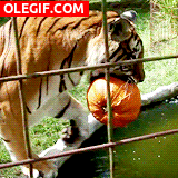 GIF: Tigre dándose un chapuzón