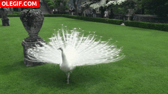 GIF: Mira a este hermoso pavo real blanco