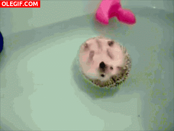 GIF: Mira a este erizo flotando en la bañera