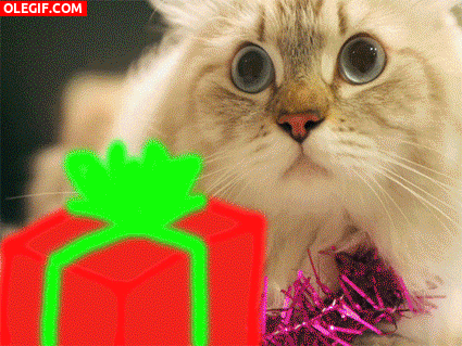 GIF: Navidad gatuna