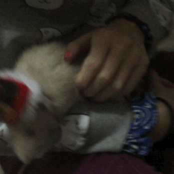 GIF: Esta rata navideña no para quieta