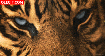 GIF: Los ojos del tigre