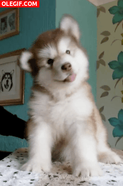 GIF: Este cachorro es adorable
