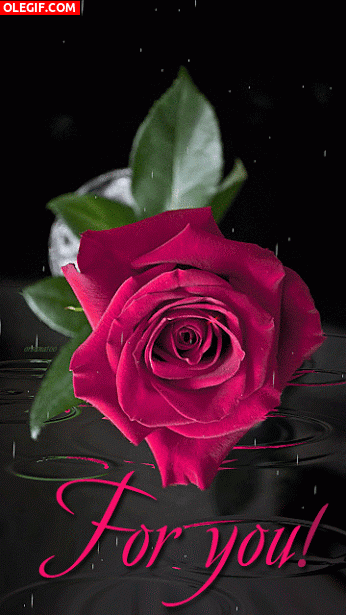 GIF: Una rosa para ti