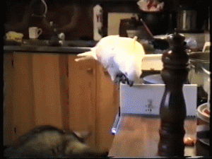 GIF: Mira a esta cacatúa dando de comer al perro