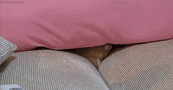 GIF: El escondite del gato