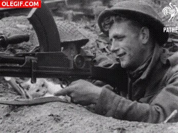 GIF: Un gato en las trincheras