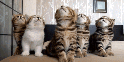 GIF: Unos gatitos muy sincronizados