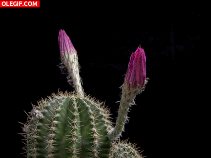 GIF: Flores de cactus abriendo sus pétalos