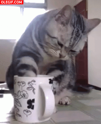 GIF: A este gato le gusta el café por las mañanas