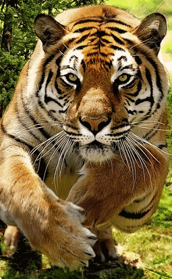 GIF: Tigre en movimiento