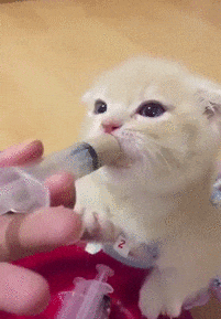 GIF: Esta gatita se toma muy bien la medicina