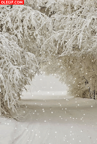 GIF: Nieva en invierno