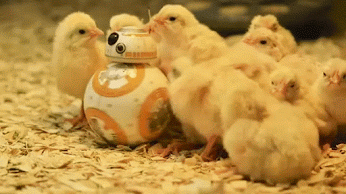 GIF: BB-8 rodeado de curiosos pollos