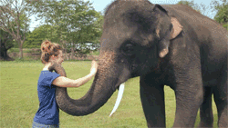 GIF: Mira cómo se despide el elefante